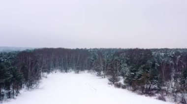 Parktaki ağaçların tepesinin havadan görüntüsü, görüntüyü yakınlaştır