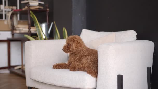 Um labradoodle, animal de estimação sentado em um sofá branco em casa — Vídeo de Stock