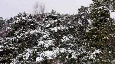 Şehir parkındaki ağaçların tepesindeki hava manzarası.