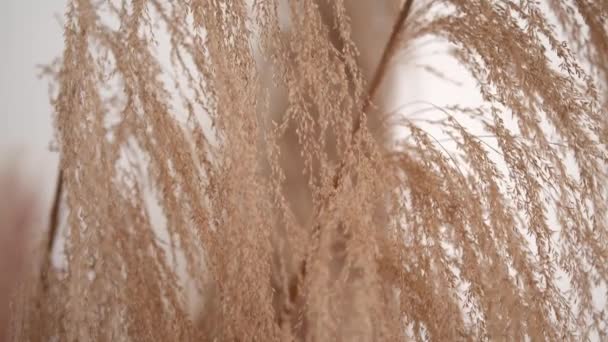 Makro laukaus beige kuivattuja kukkia kodin koristeluun — kuvapankkivideo