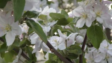 Baharda bahçesinde beyaz çiçekler olan bir kiraz dalının yakınına.