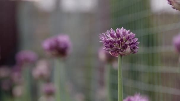 Fleurs violettes, ciboulette luxuriante gros plan sur fond flou — Video