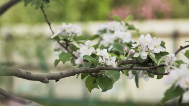 봄에 정원에 하얀 꽃이 피어 있는 벚나무 가지를 클로즈업하는 모습 — 비디오
