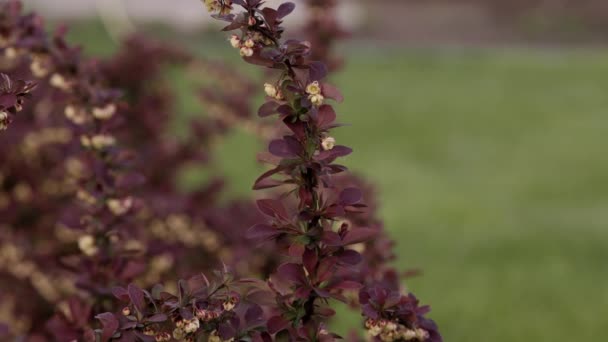 Филиал берберис крупным планом в саду на открытом воздухе, красный куст с листьями — стоковое видео