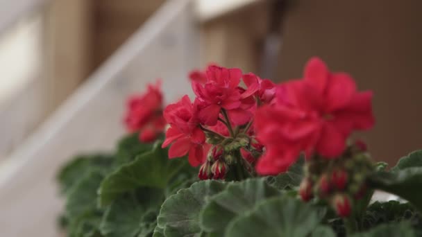 Λουλούδια γεράνι επικεντρώθηκε πυροβόλησε σε εξωτερικούς χώρους κήπο — Αρχείο Βίντεο