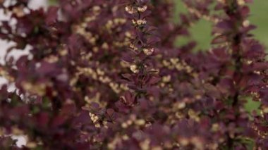 Berberilerin kırmızı çalıları bahçede çimlerle çevrili.