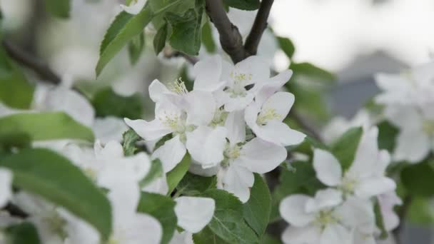 Bílá třešňová větev se třese ve větru, detailní záběr větve s květinami — Stock video