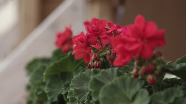 Fleurs de géranium concentré cardan tourné dans le jardin en plein air — Video