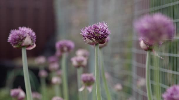 Fleurs violettes, rangée de ciboulette luxuriante sur fond flou — Video