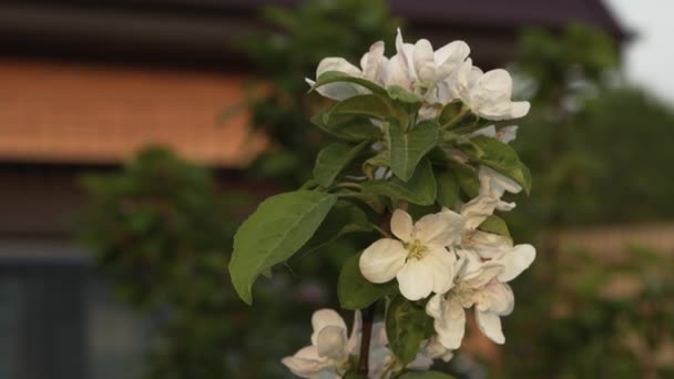 Witte kers tak closeup op wazig achtergrond van baksteen huis — Stockvideo