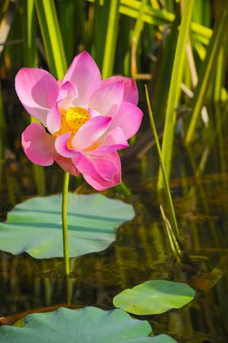 A beautiful wild waterlily or lotus flower in natural. clipart