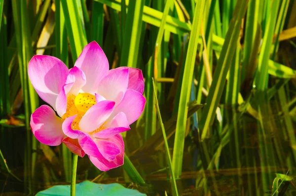 En smuk vild vandlilje eller lotusblomst i naturlig . - Stock-foto