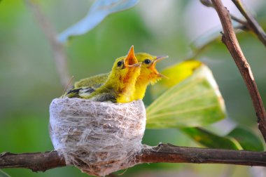 Ortak Iora (Aegithina tiphia) biraz doğada kuşlar.
