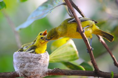 Ortak Iora (Aegithina tiphia) natu içinde onun küçük kuş besleme