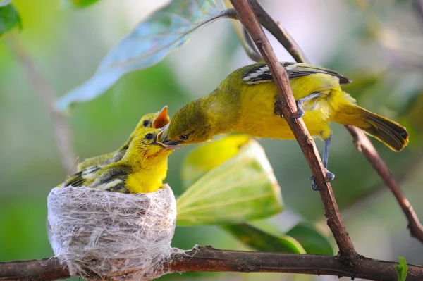 一般的な Iora (Aegithina tiphia) ア ナツの小さな鳥を供給 ストックフォト