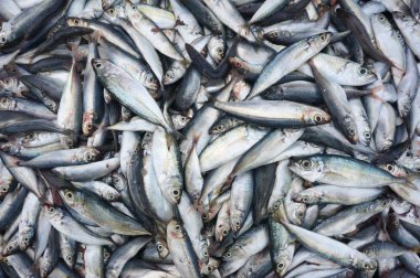 Taze çiğ balık Market