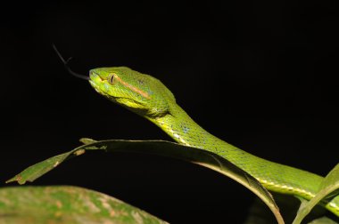 Yeşil çukur engerek