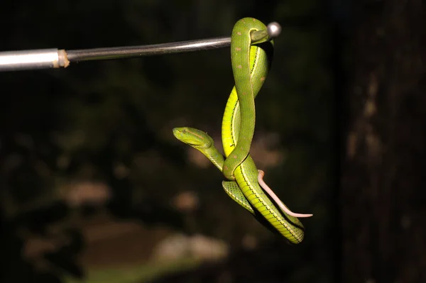 Grüne Grubenviper — Stockfoto