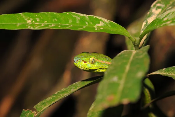 Víbora verde en medio de las hojas — Foto de Stock