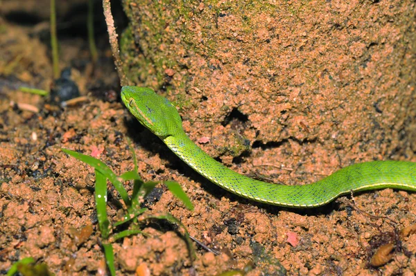 Gröna pit viper — Stockfoto