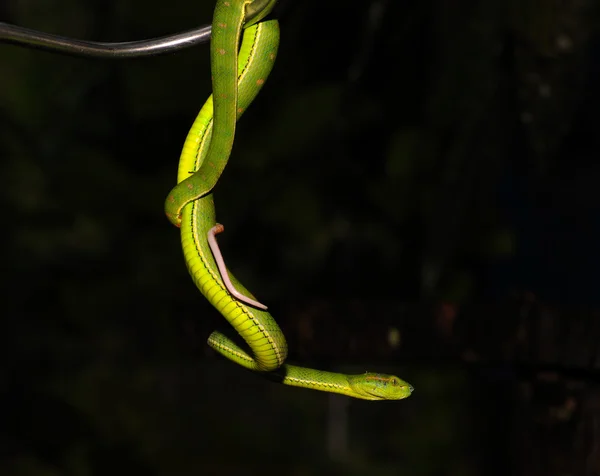 Green pit viper Royalty Free Stock Photos