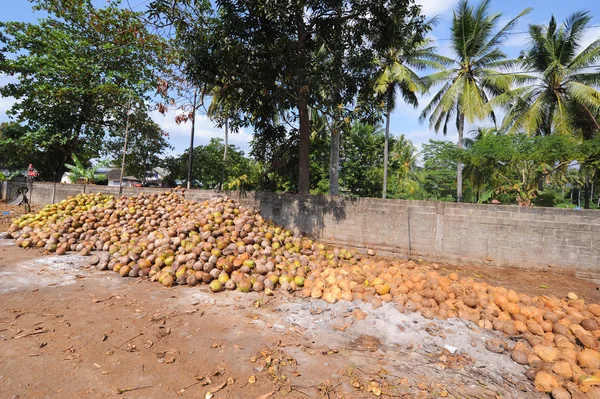 Un tas de noix de coco à transformer en huile de coco. Huile de noix de coco est — Photo