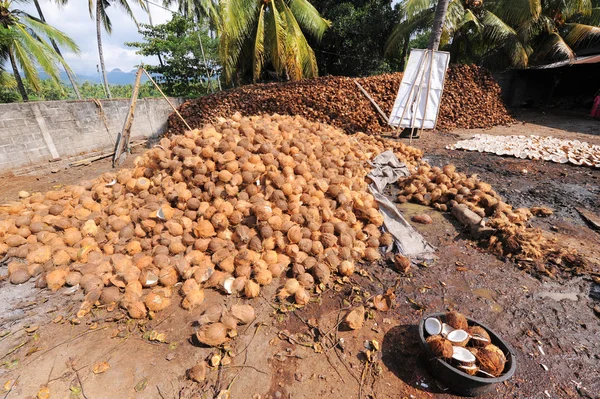 Un tas de noix de coco à transformer en huile de coco. Huile de noix de coco est — Photo