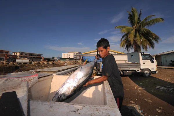 SEMPORNA, MALAYSIA- 6 DE MARZO DE 2015: Hombre bajau no identificado cargando atunes aleta amarilla para vender en un área en Semporna, MALASIA. El atún aleta amarilla se encuentra en aguas pelágicas de océanos tropicales —  Fotos de Stock