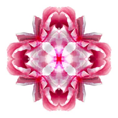 Beyaz arka plan üzerinde izole çiçek mandala