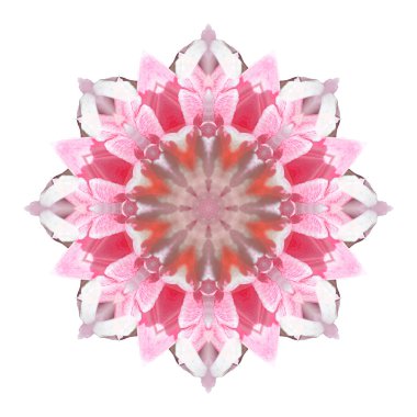 Beyaz arka plan üzerinde izole çiçek mandala