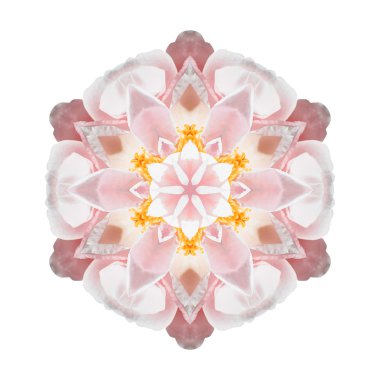 Beyaz arka plan üzerinde izole çiçek mandala