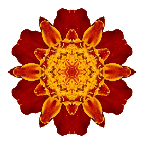 Blume Mandala isoliert auf weißem Hintergrund — Stockfoto