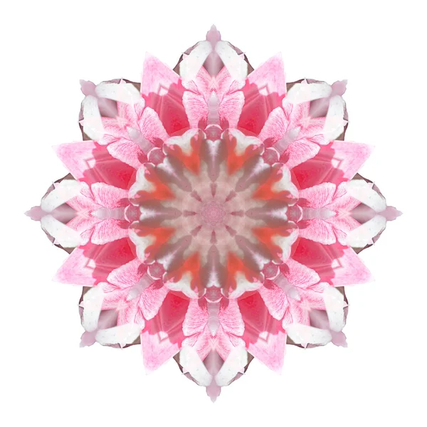 Mandala fiore isolato su sfondo bianco — Foto Stock