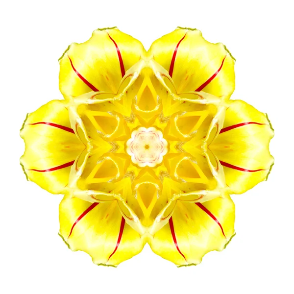 Blume Mandala isoliert auf weißem Hintergrund — Stockfoto