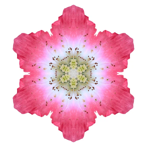 Mandala flor isolada no fundo branco — Fotografia de Stock