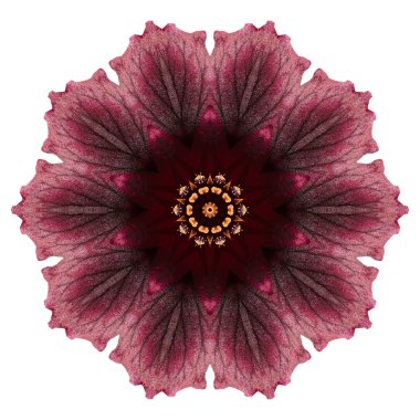 Beyaz arka plan üzerinde izole çiçek mandala