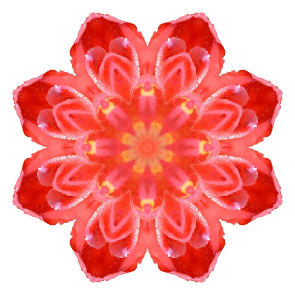 Flower mandala isolated on white background — Stock Photo, Image