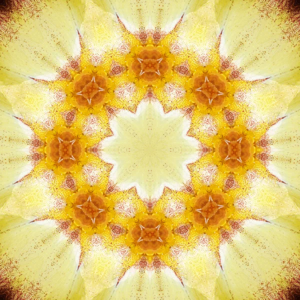 Koncentrikus virág Center makró közelről. Mandala tarkabarka design — Stock Fotó