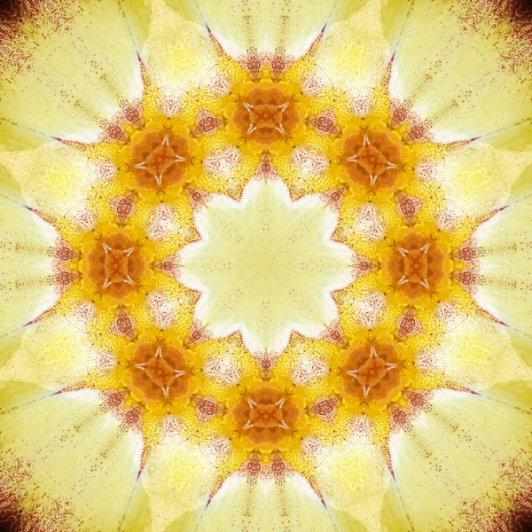 Concentric Flower Center Macro Close-up. Mandala Kaleidoscopic design — Stock Photo, Image