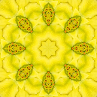 Konsantrik çiçek Merkezi makro yakın çekim. Mandala farklı renk seçenekleri sunan tasarım