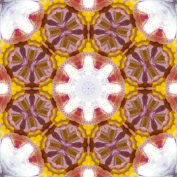 Gros plan sur Macro Concentric Flower Center. Mandala Conception kaléidoscopique — Photo