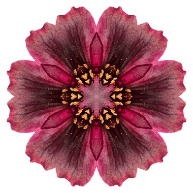 Beyaz arka plan üzerinde izole çiçek mandala