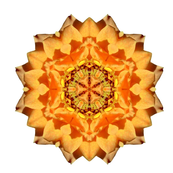 Bloem mandala geïsoleerd op witte achtergrond — Stockfoto