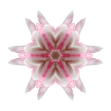 Beyaz arka plan üzerinde izole çiçek mandala