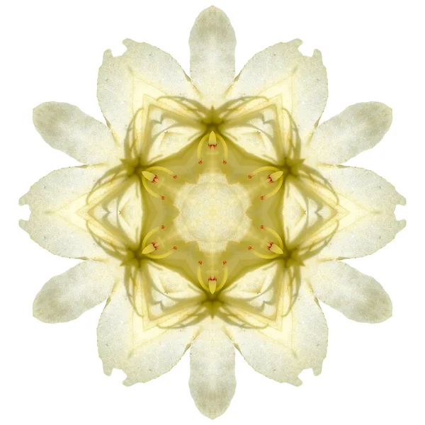 Μάνταλα λουλούδι που απομονώνονται σε λευκό φόντο — Φωτογραφία Αρχείου
