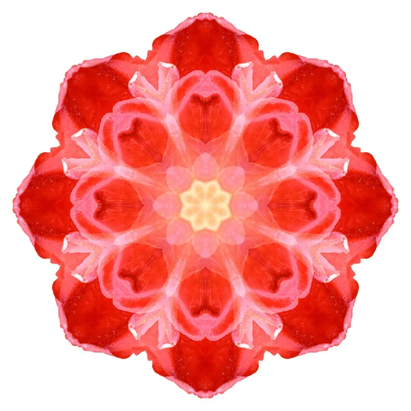 Flower mandala isolated on white background — Stock Photo, Image