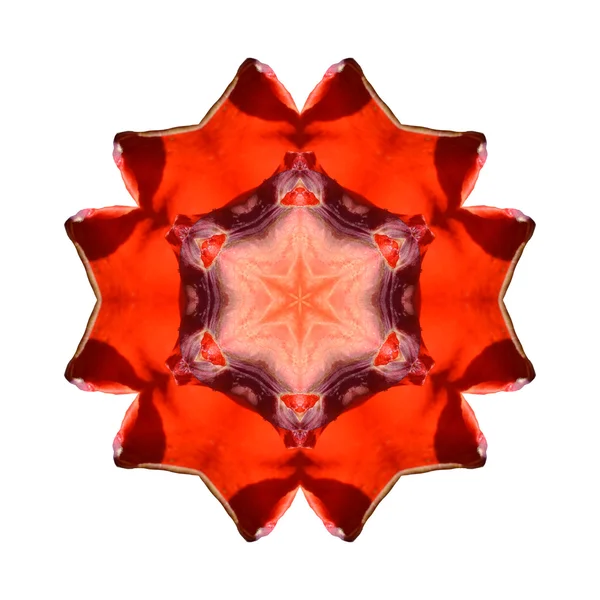 Mandala flor aislada sobre fondo blanco — Foto de Stock