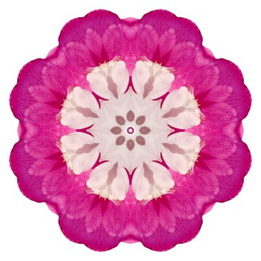 Beyaz arka plan üzerinde izole çiçek mandala