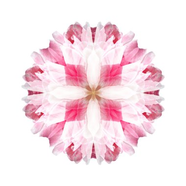 Beyaz arka plan üzerinde izole çiçek mandala