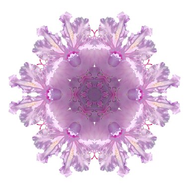 Beyaz arka plan üzerinde izole çiçek mandala